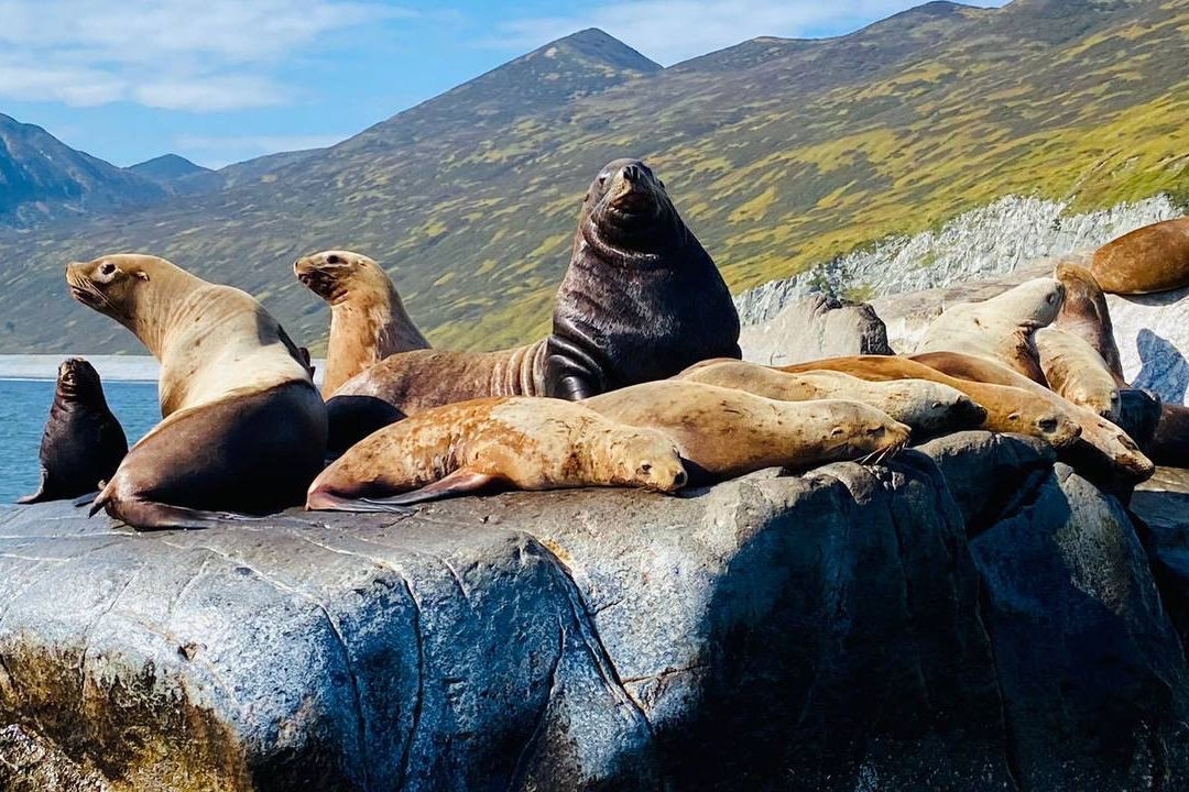 Морская прогулка в Бухту Русскую: высадка, рыбалка и крабовое сафари — фото 6