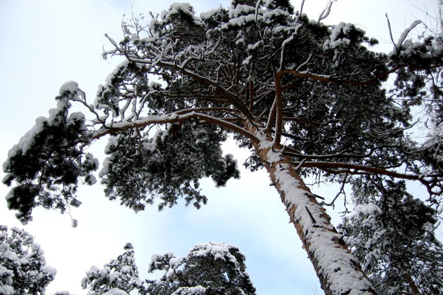 «Сны зимнего леса» экскурсия в Дендрарий с таёжным чаем