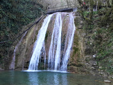 Тюльпановое дерево