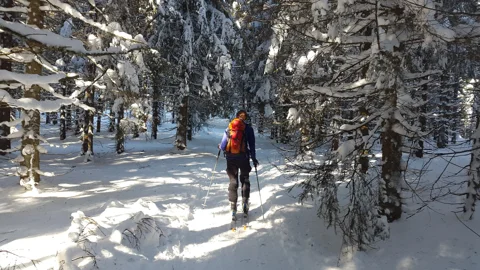 Лыжная прогулка в тени дубрав