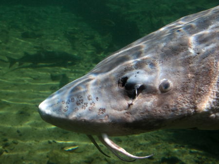 Острогожский историко-художественный музей