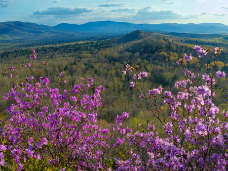 Лавандовые поля