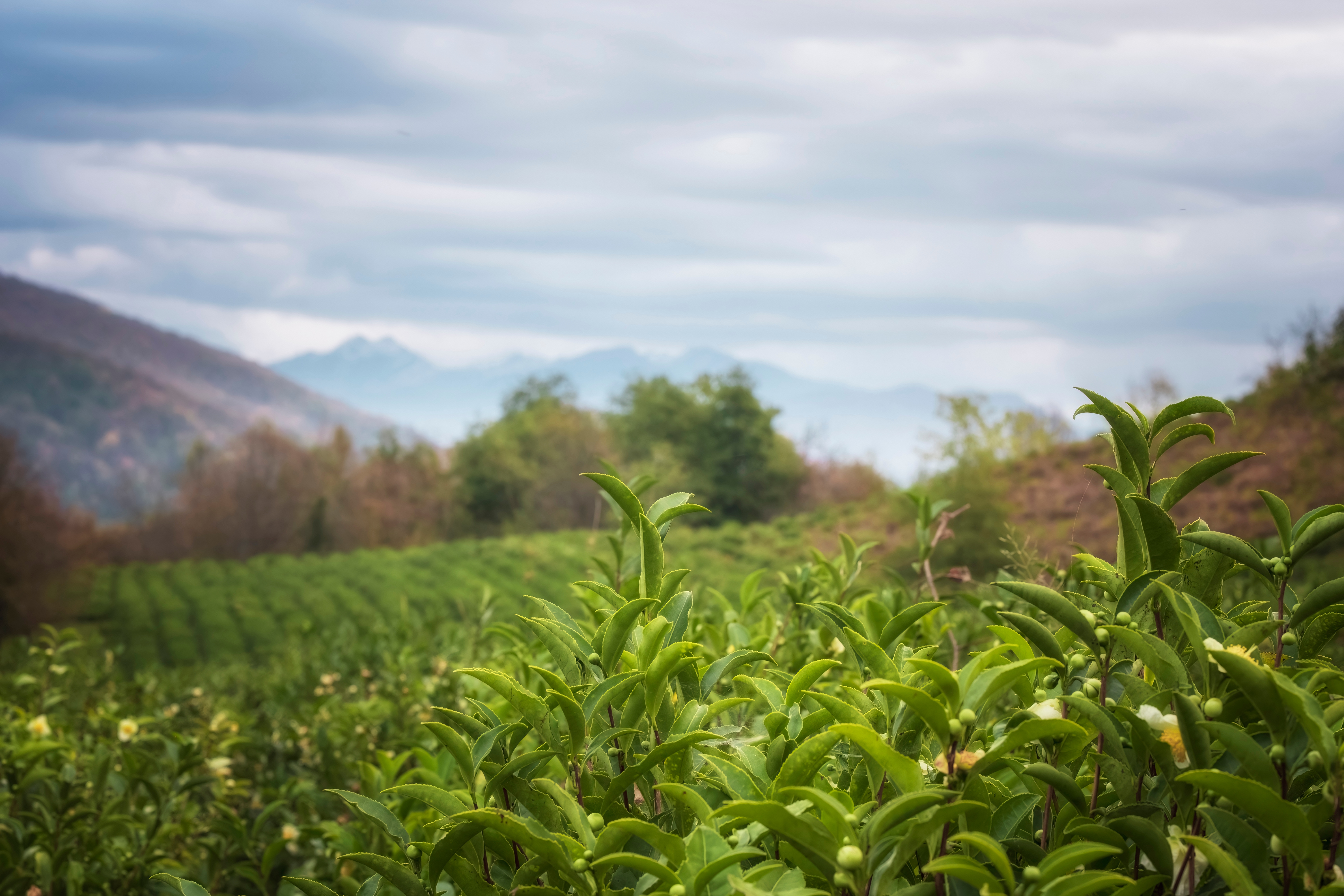 Чайные плантации в Мацесте