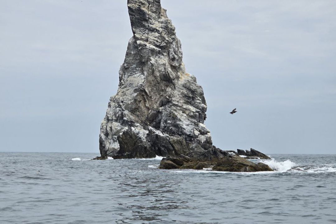 К морским львам и нерпам с посещением сафари-парка (автомобиль + катер) — фото 3