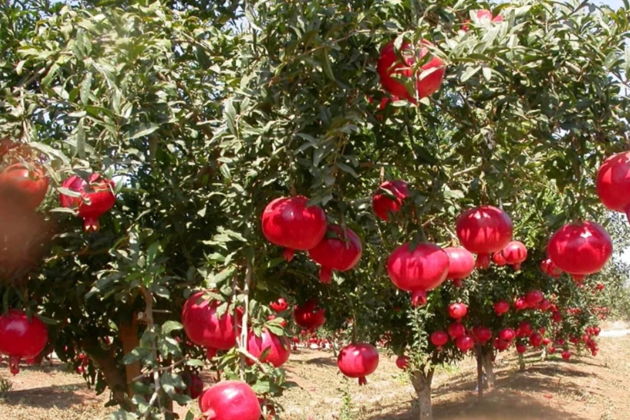 По пути к гранатовым садам Гейчая: вулканы, святыни Шемахи, перевал Агсу