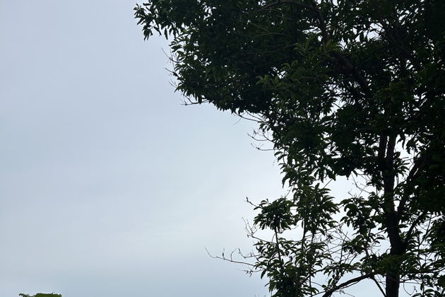 Фото к экскурсии  Джунгли зовут!