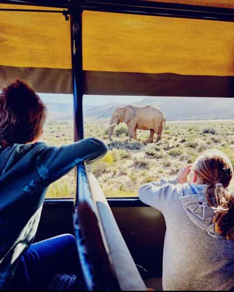 Сафари в Кейптауне - фото 3