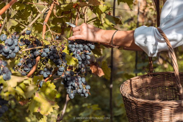 Виды Ртвели в Кахетии: Праздник лозы и дегустаций