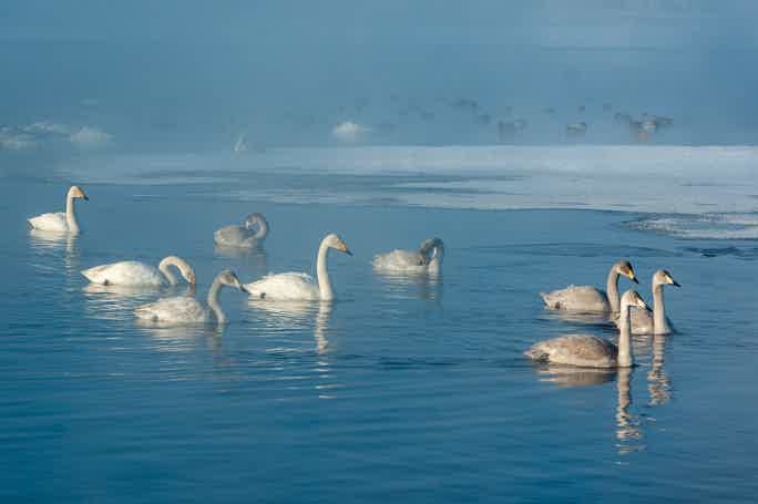 Зимовка лебедей в Сибири