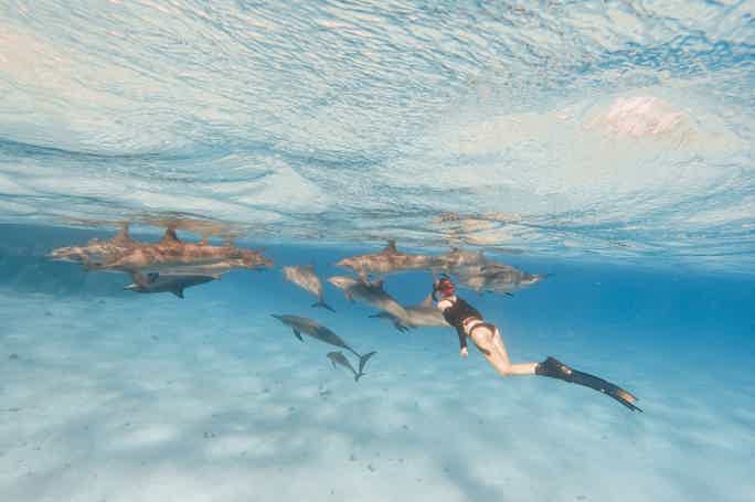 Круиз с дельфинами и сноркелинг на рифах Сатайя с обедом