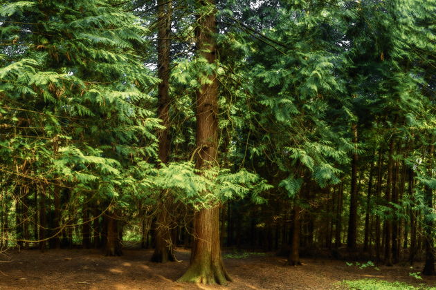 Виды Куршская коса из Светлогорска: Танцующий лес, Высота Эфа, визит-центр