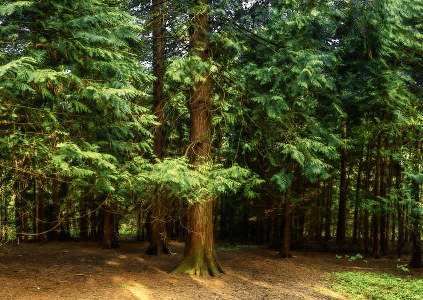 Куршская коса из Светлогорска: Танцующий лес, Высота Эфа - фото 5