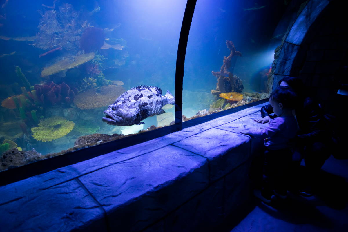 Aquarium of the Pacific