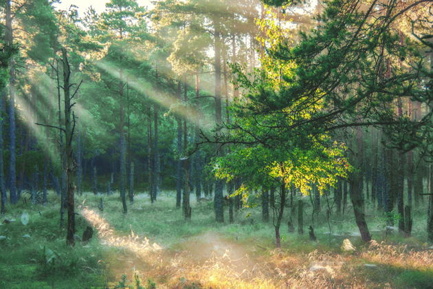 Виды Куршская коса из Светлогорска: Танцующий лес, Высота Эфа, визит-центр