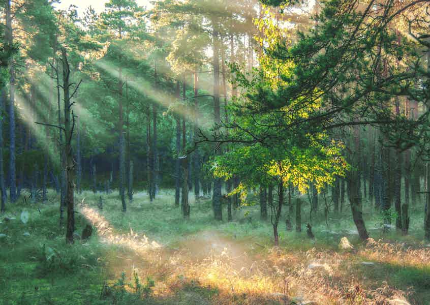 Куршская коса из Светлогорска: Танцующий лес, Высота Эфа - фото 1