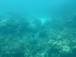 Экскурсия "Морское приключение в Эль-Гуне со снорклингом и водными развлечениями" - фото отзыва 2