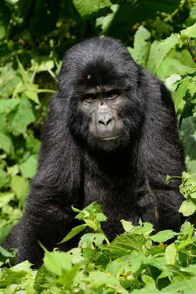 В гости к горным гориллам из Уганды - фото 3