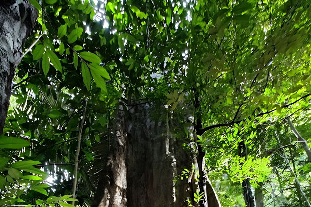 Фото к экскурсии Краби: к горячим источникам и деревьям-гигантам