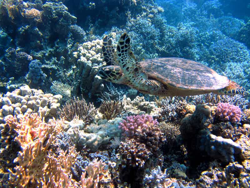 Шарм-эль-Нага — купание в коралловой бухте - фото 2
