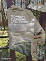 Экскурсия "Утренняя Куршская коса и Танцующий лес из Зеленоградска" - фото отзыва 1