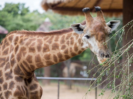 Зоопарк Абу-Даби