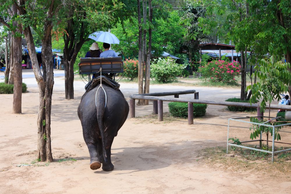 Турист верхом на слоне в провинции Канчанабури