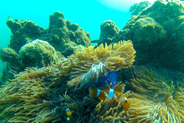 Виды Пройдите обучение и получите международный сертификат дайвера