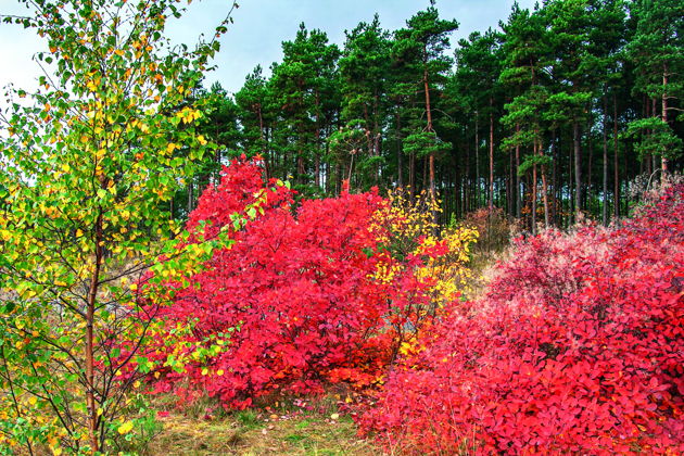 Виды Куршская коса из Светлогорска: Фрингилла, Танцующий лес, высота Эфа