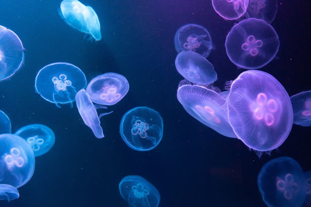 Виды Входной билет в Lost World Aquarium