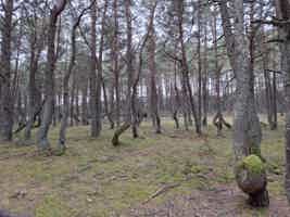 Экскурсия "Путешествие к белым дюнам и синему морю" - фото отзыва 3