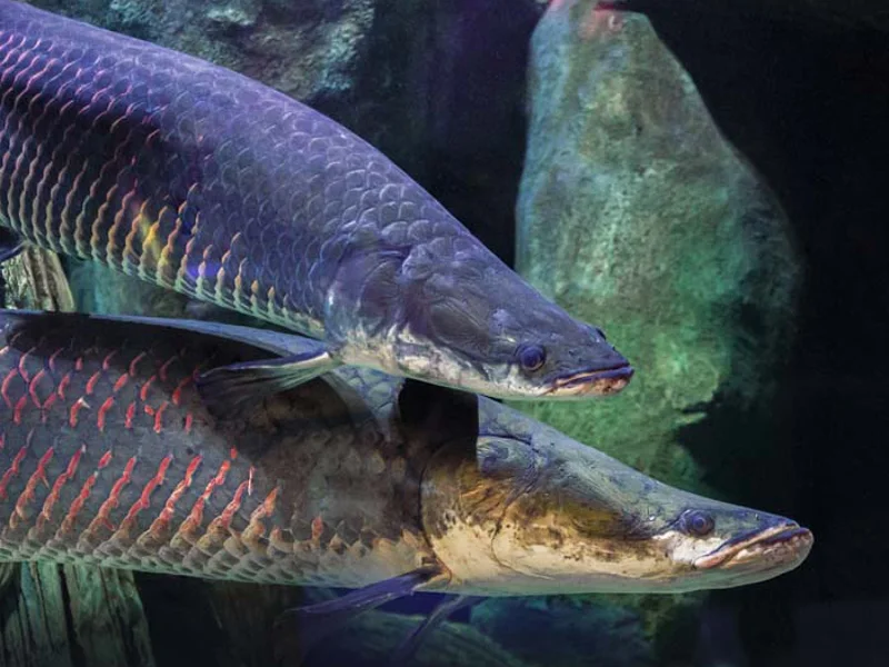 Билет в National Aquarium Абу-Даби: в гости к Посейдону — фото 4, Абу-Даби | Покатаем