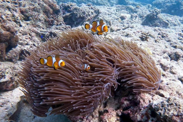 Два острова — одна мечта: Рача & Coral Island