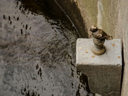 Чижик-Пыжик