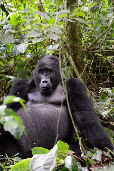 В гости к горным гориллам из Уганды - фото 4