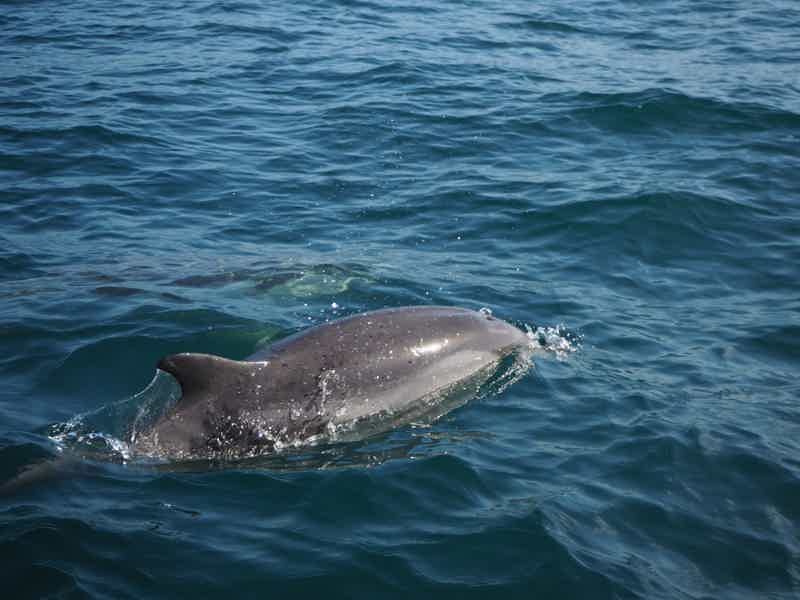 Lisbon: Dolphin Watching Boat Tour - photo 6