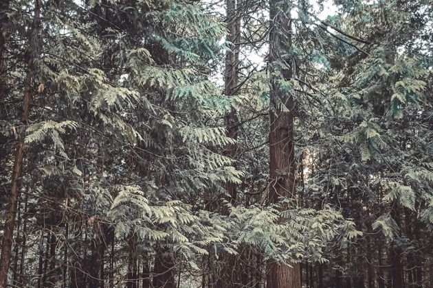 Виды Куршская коса — жемчужина Балтики