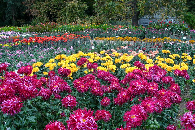 Виды Бал хризантем в Никитском ботаническом саду.