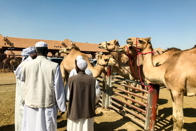 Виды Аль-Айн: сердце традиций и природы ОАЭ за один день (на английском)
