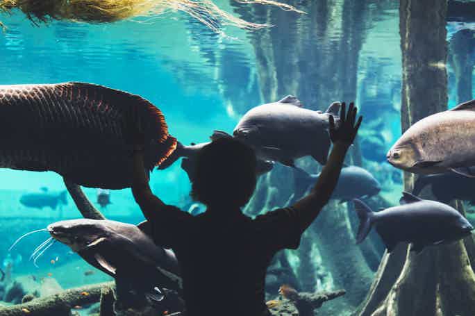Входной билет в Underwater World — океанариум Паттайи 