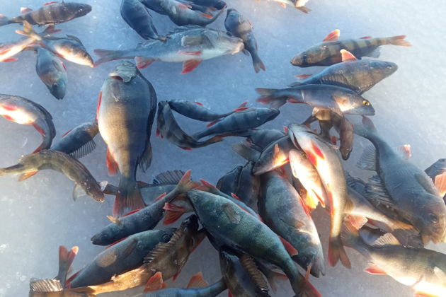 Виды Зимняя VIP-рыбалка в Выборгском заливе