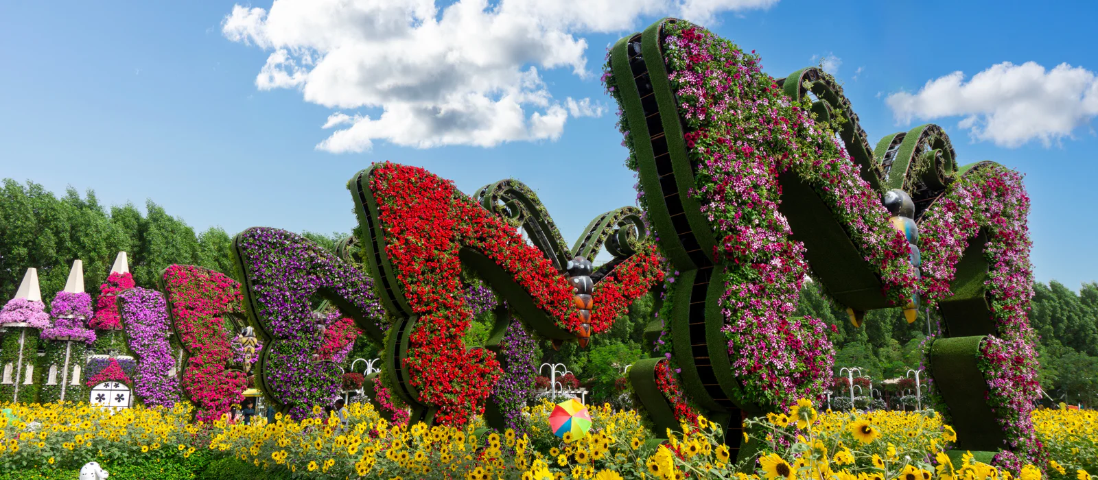 Мир бабочек: входной билет в Dubai Butterfly Garden — экскурсия, Дубай, ОАЭ | Покатаем