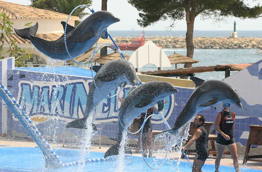 Play with Dolphins in Dubai's Atlantis Waterpark - photo 2
