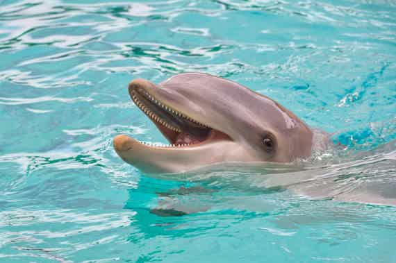 Дельфинарий в Утрише: крупнейший открытый дельфинарий в России