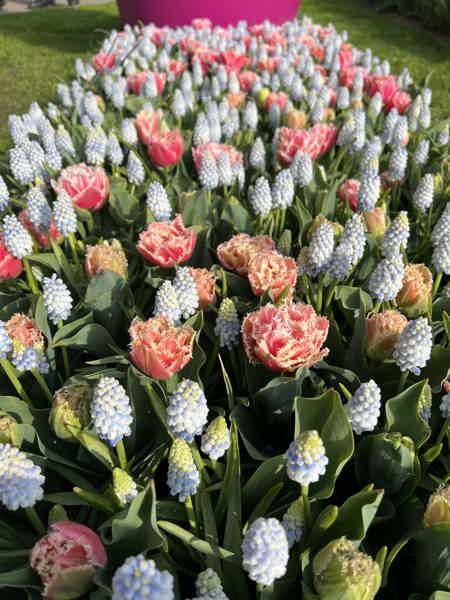 Из Амстердама в парк тюльпанов Кекенкоф - фото 29
