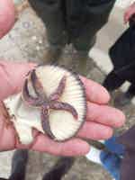 Экскурсия "Тайны острова Русский и Приморский океанариум" - фото отзыва 4