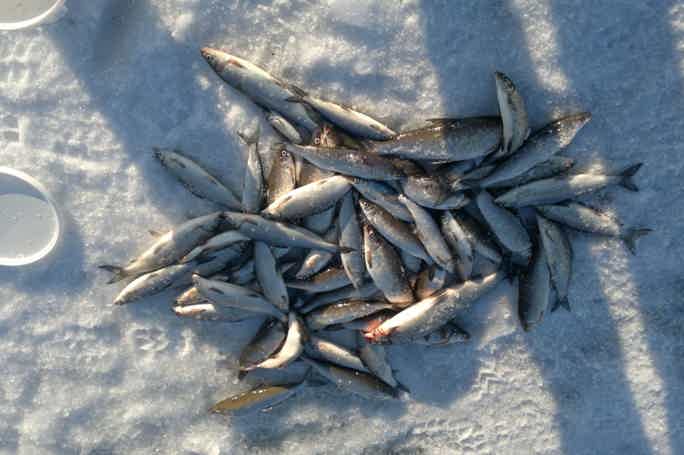 Зимняя рыбалка на озере Имандра!