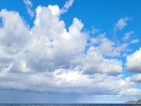 Скелет кита