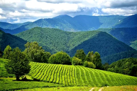 Джип-тур Солохаул: чайные плантации Сочи!
