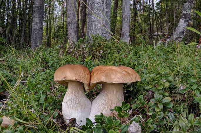 Карельские дары леса: собираем грибы и ягоды в Суоярви