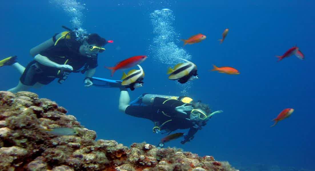 Дайвинг в Красном море: путешествие в подводный мир  - фото 4